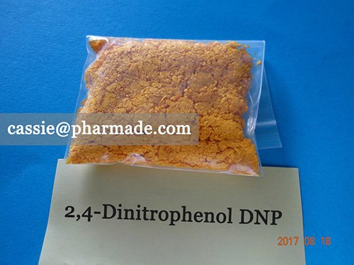 2,4-Dinitrophenol DNP Powder