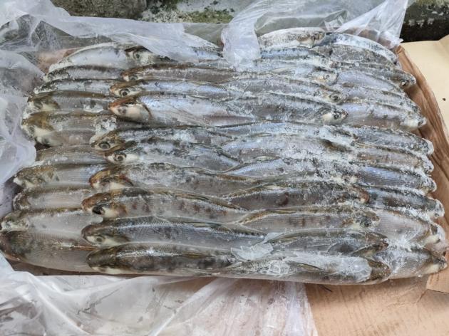 Frozen MilkFish For Tuna Bait  (Chanos chanos) 
