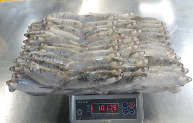 Frozen MilkFish For Tuna Bait Chanos