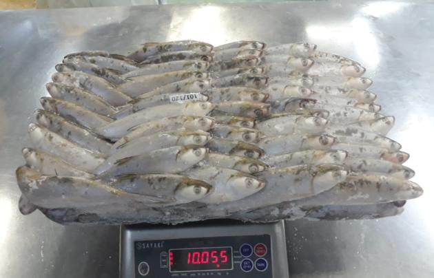Frozen MilkFish For Tuna Bait Chanos