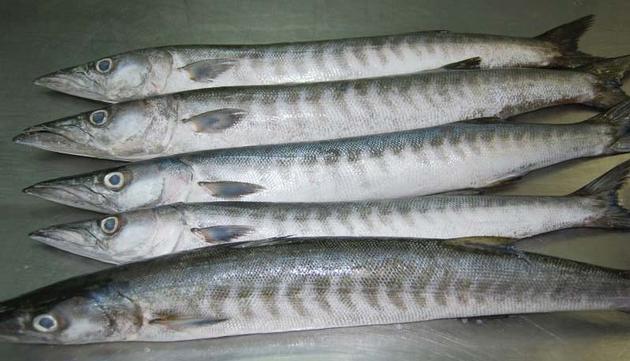 Ribbon Fish