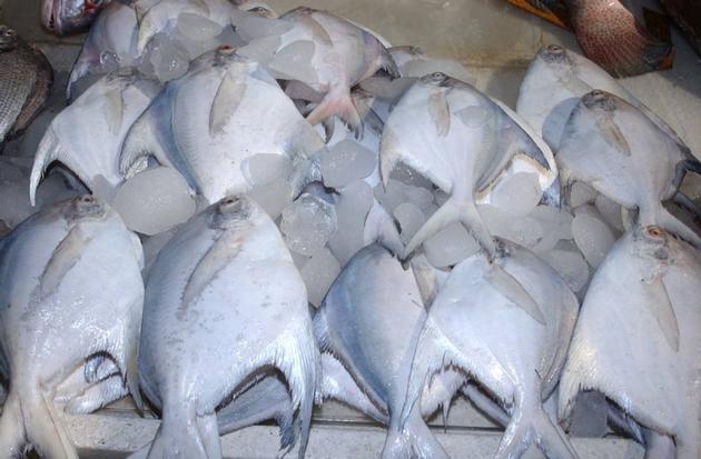 Sea Food & Fish Products