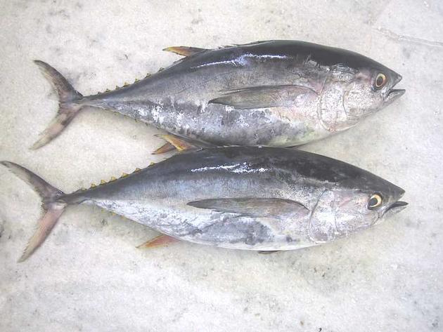 Tuna
