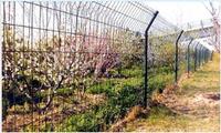selling wire mesh fence