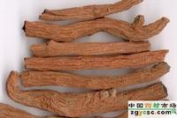  salvia