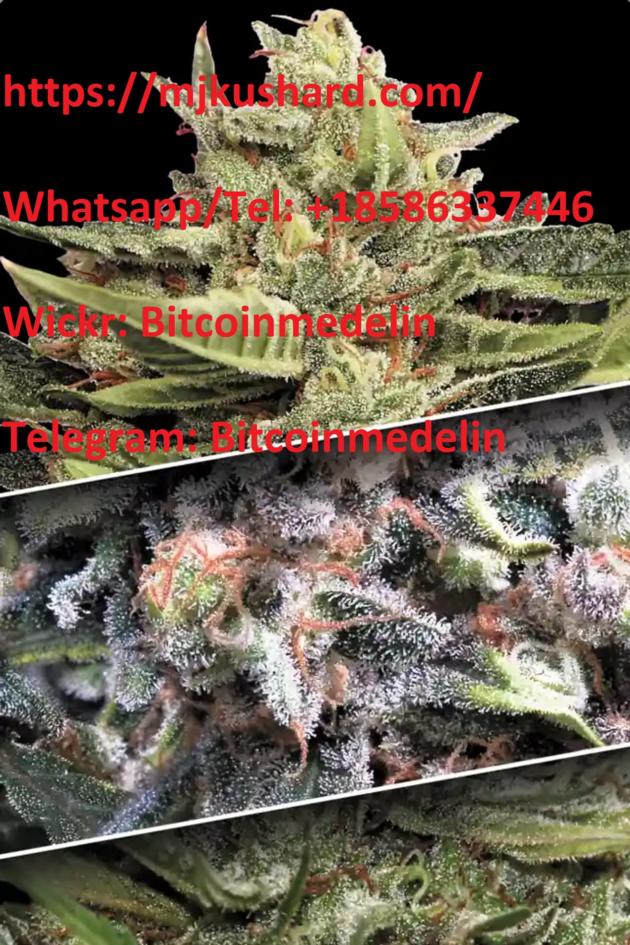 Buy Auto-flowering seeds, Feminized seeds for sale USA