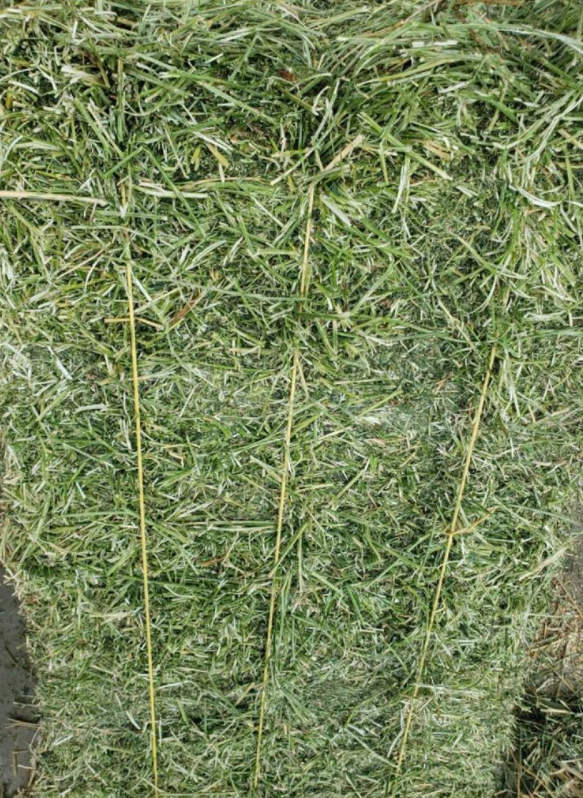 Alfalfa Hay