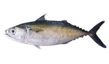 INDIAN MACKEREL