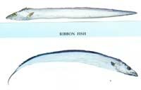 RIBBON FISH