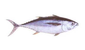 YELLOW FIN TUNA