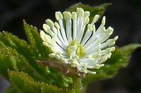 Goldenseal P.E. 5, 10% Hydrastine CAS#: 118-08-1