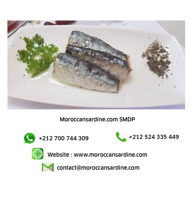 Bulk Moroccan Sardines Wholesale