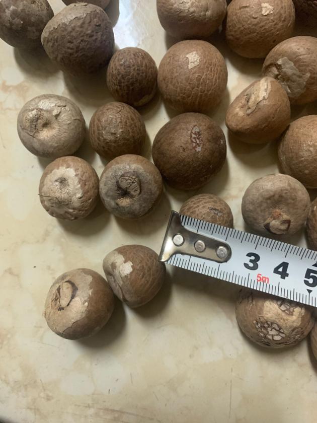Areca Nuts Betel Nuts