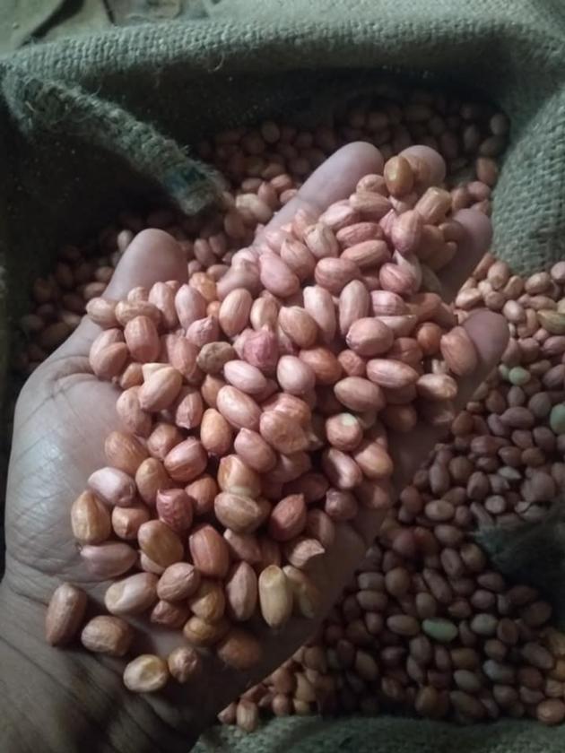 Peanut Groundnut