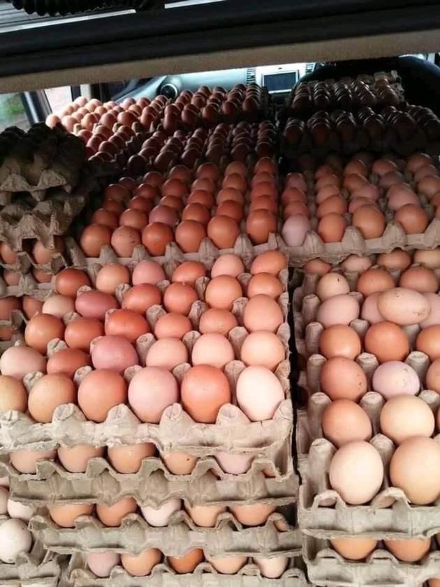 Fresh Chicken Eggs