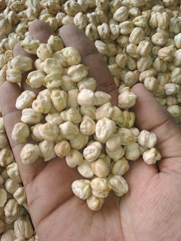 Kabuli Chickpea Desi Chickpea