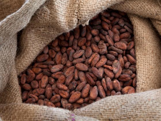 Cocoa Beans