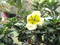 CUMACIN FLORIGENE
