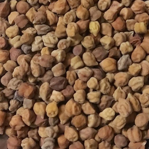 Kabuli Chickpea Desi Chickpea
