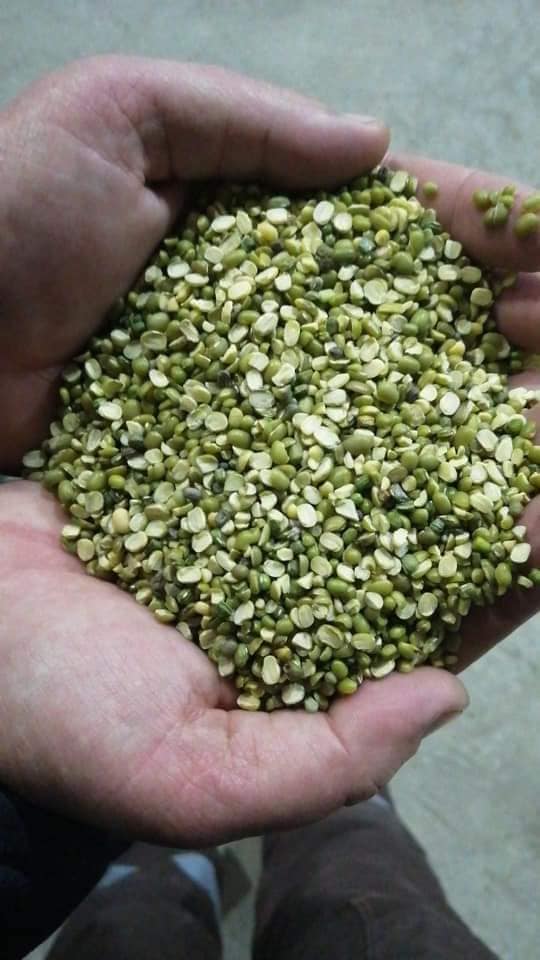 Lentil Seed