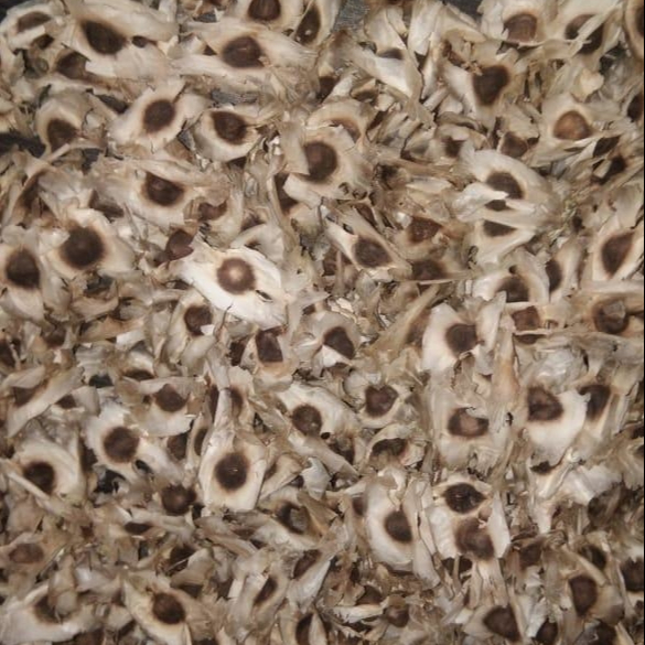 Moringa Seed / Moringa Powder