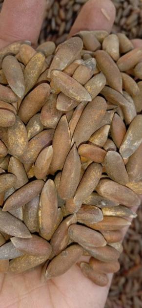 Pine Nuts