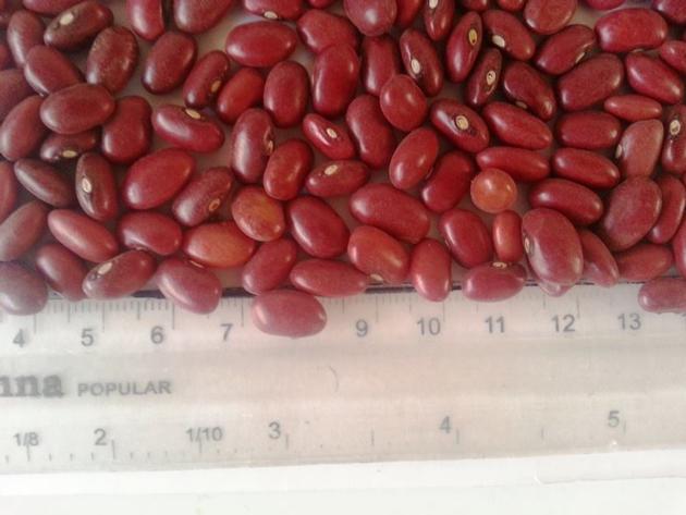 Kidney Beans 