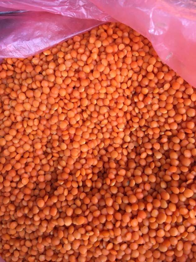 Lentil Seed