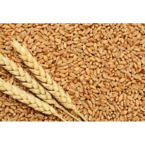 Wheat Grain / Milling Wheat Grain