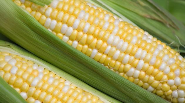 Yellow Corn Maize / White Corn Maize