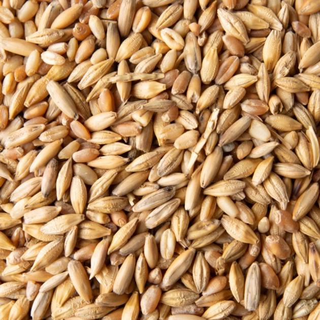 Barley Grain / Malted Barley Grain