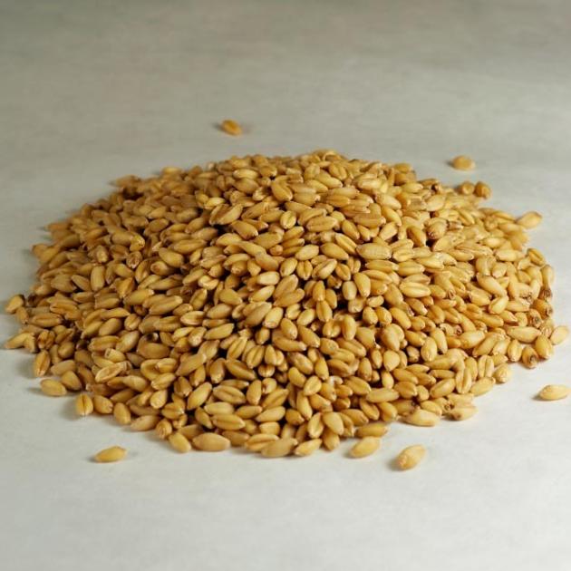 Barley Grain Malted Barley Grain