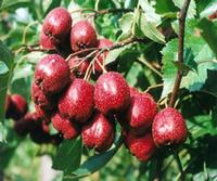 Hawkthorn P.E., 2-5% Vitexin CAS#: 3681-93-4