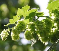 European Hop Spike P.E., 0.35% Flavonoids