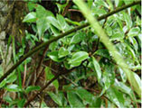 Sweet tea Leaf P.E., 70%Rubusoside