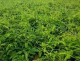 Vine teaP.E., 90-98% Dihydromyricetin