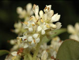 Ligustrum lucidum Extract, 98% 