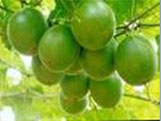 Luo Han Guo P.E., 80-95% Mogrosides, 25-45% Mogroside V