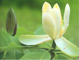 Magnolia P.E., 10~95% Magnolia Total Phenolic