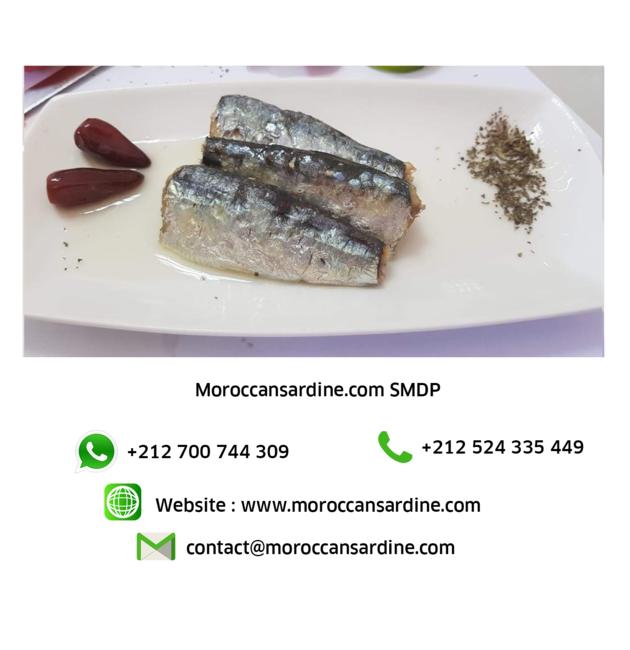 Bulk Moroccan Sardines