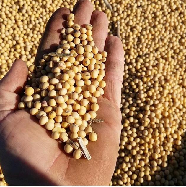 Soybean Seed