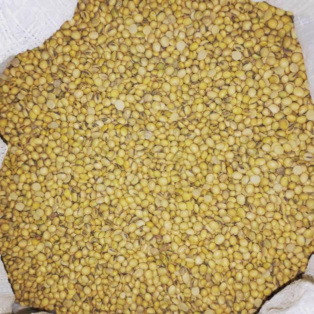 Soybean Seed
