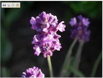 lavender oil