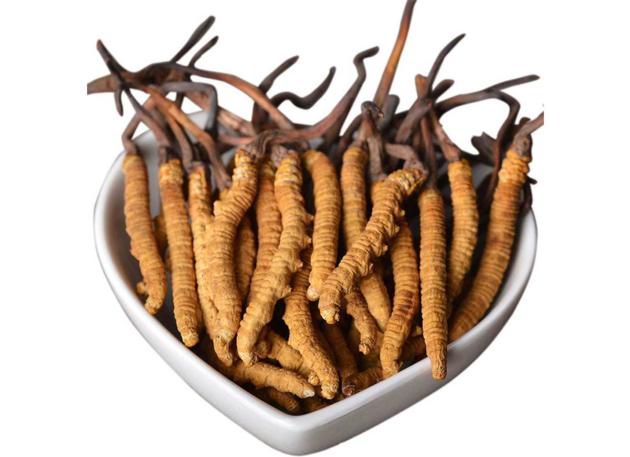 Cordyceps Extract