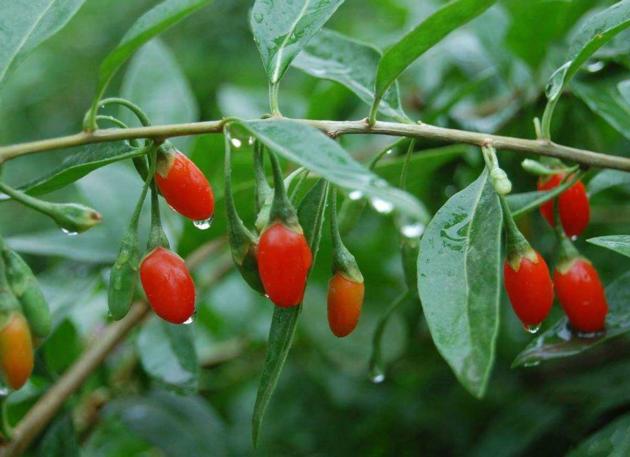 Wolfberry Extract for sale
