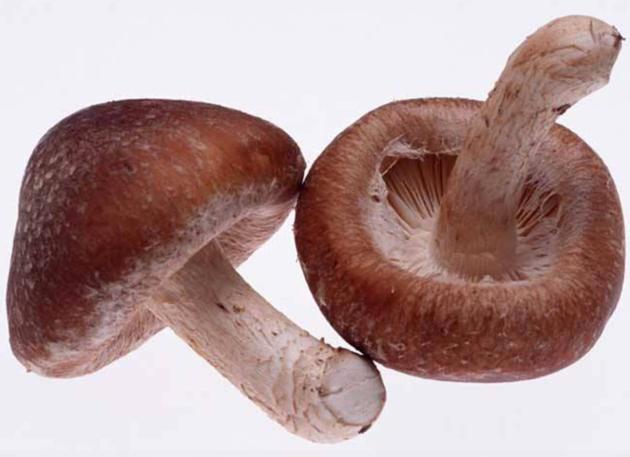 Medicinal Shiitake Mushroom Extract