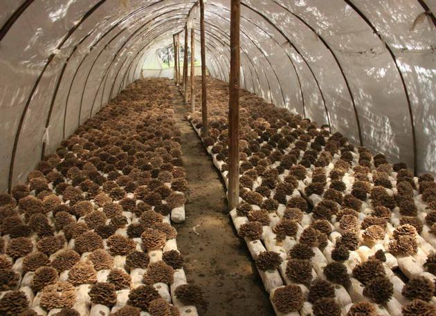 Maitake Mushroom Extract Oral Liquid