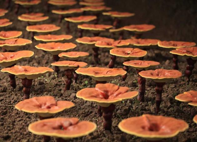 Reishi Mushroom Extract Oral Liquid
