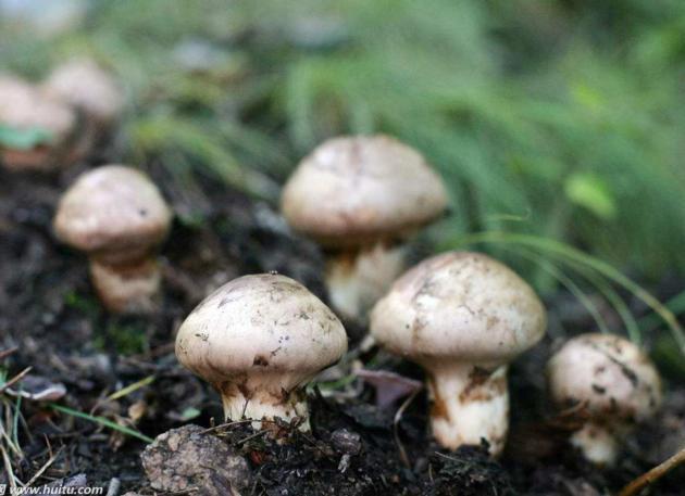 Agaricus Blazei Extract health supplement