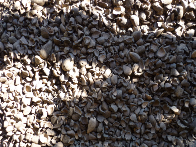 Palm Kernel Shell